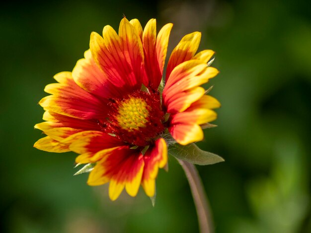 Close-up of orange flower