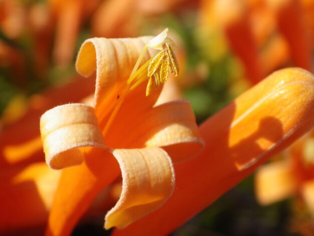 Close-up of orange flower