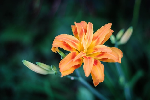 オレンジの花のクローズアップ