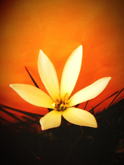 Close-up of orange flower