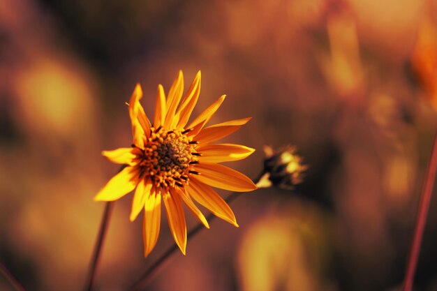 Close-up of orange flower