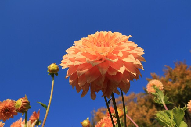 Close-up of orange flowering plant against blue sky