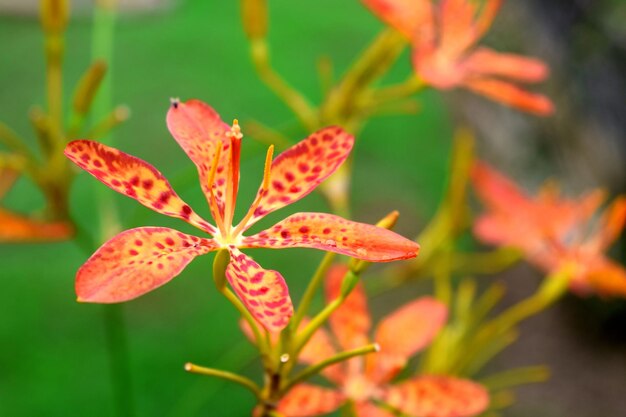 オレンジの花の植物のクローズアップは庭で美しい赤いオオカミのリリーの花を残します