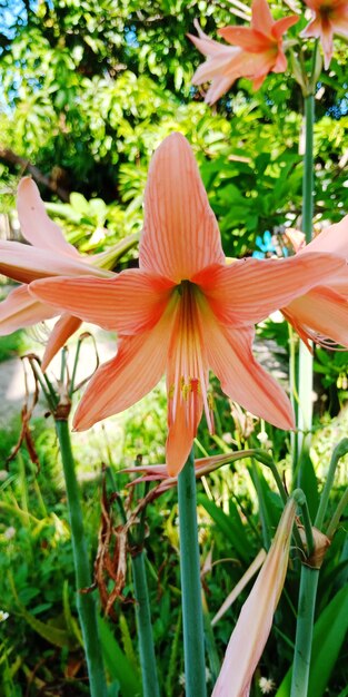 Photo close-up of orange flowering plant in park