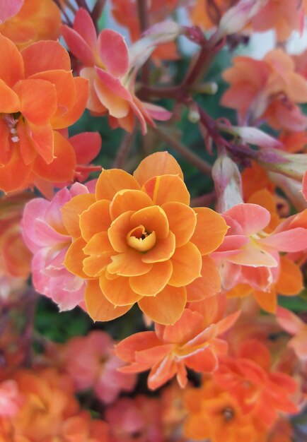 Photo close-up of orange flowering plant