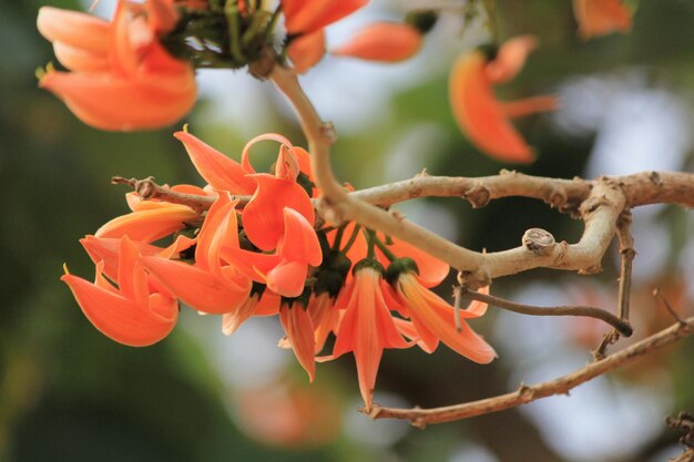 Close-up of orange flowering plant