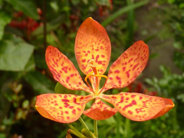 Close-up of orange flowering plant