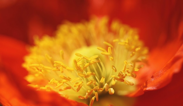 Close-up of orange flowering plant