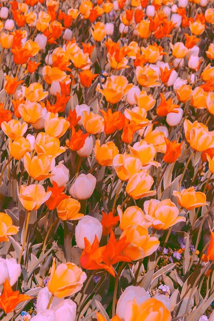 Close-up of orange flowering plant