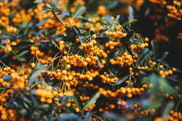 Photo close-up of orange flowering plant