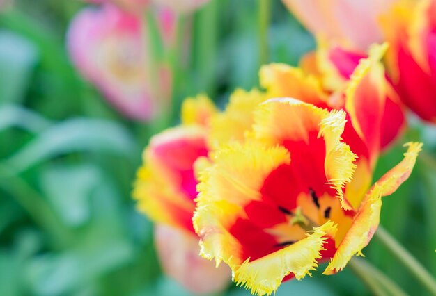 Close-up of orange flowering plant