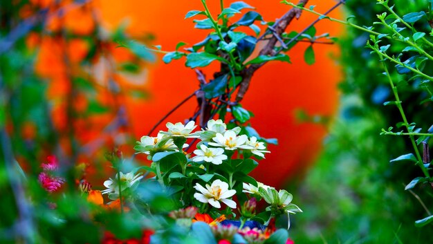 Photo close-up of orange flowering plant