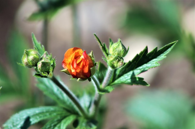 Photo close-up of orange flowering plant