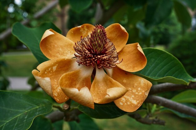 Foto prossimo piano di una pianta a fiori d'arancia