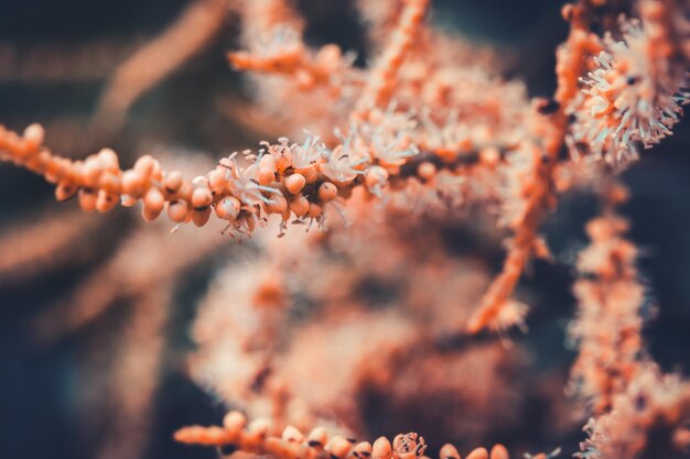 Photo close-up of orange flowering plant