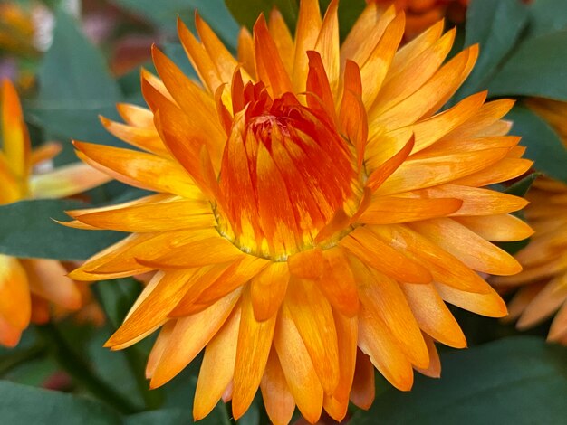 Close-up of orange flowering plant