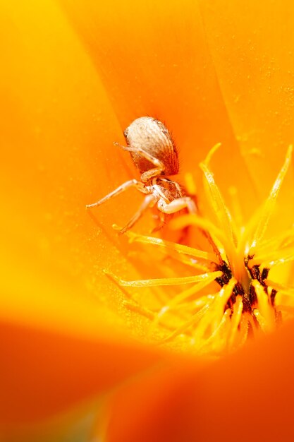 Close-up of orange flowering plant