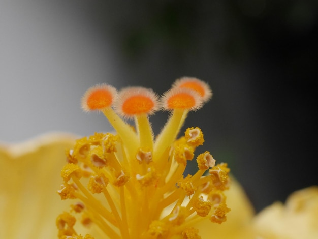 Foto prossimo piano di una pianta a fiori d'arancia