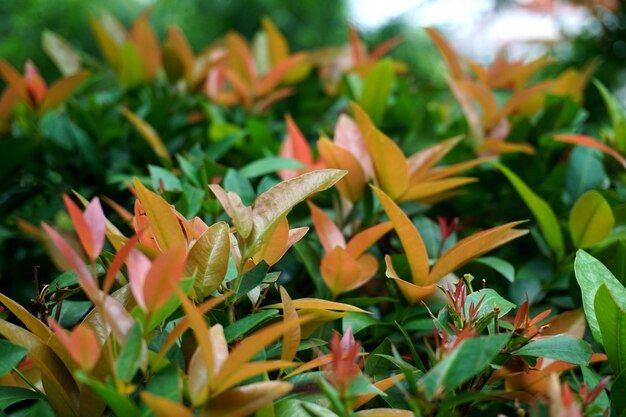 Close-up of orange flowering plant