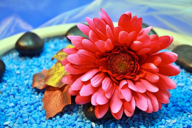 Photo close-up of orange flowering plant