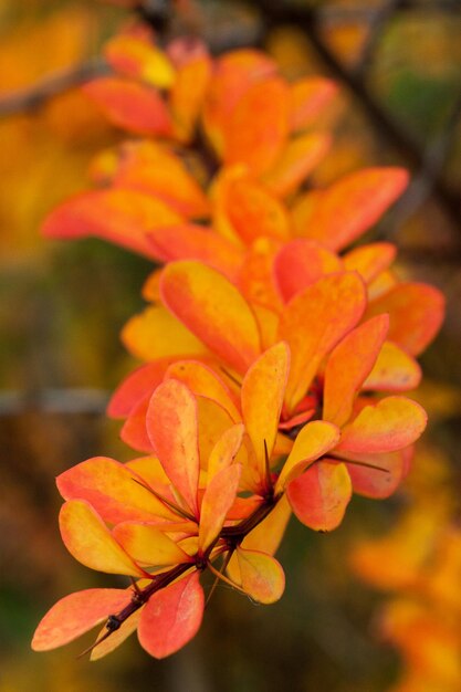 Close-up of orange flowering plant