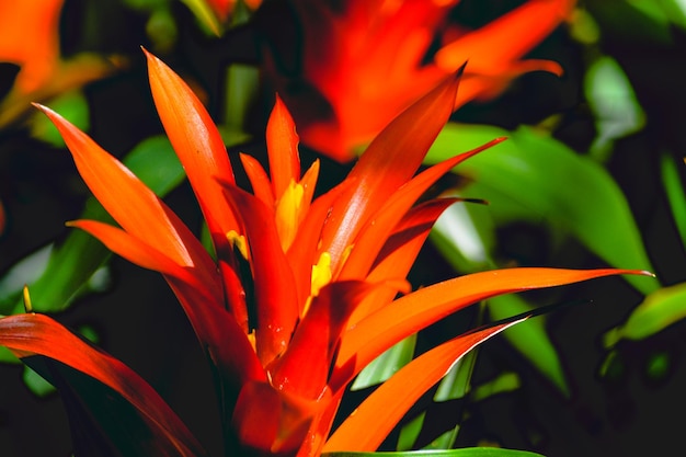 オレンジの花がく植物のクローズアップ