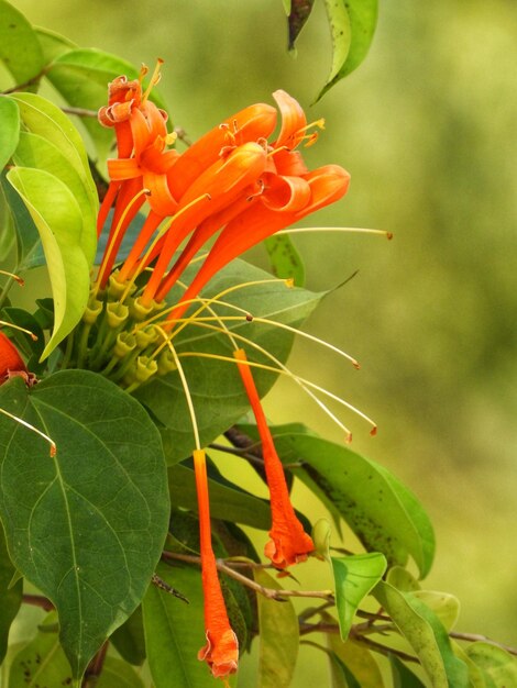 Close-up of orange flowering plant