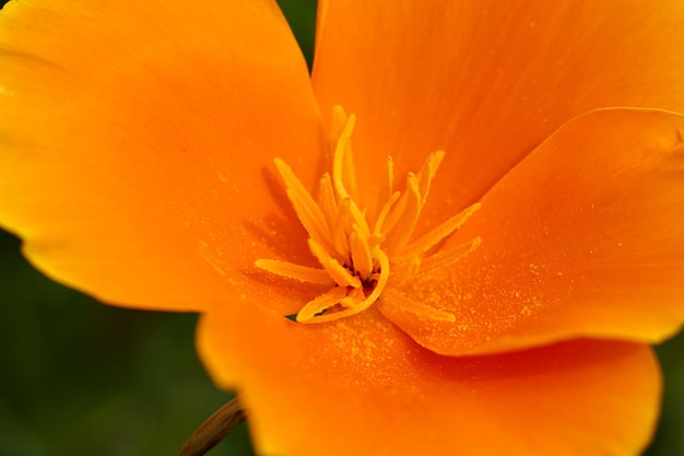 Close-up of orange flowering plant