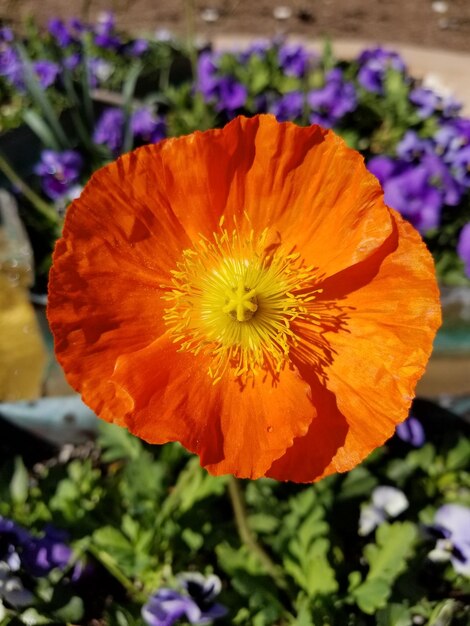 Close-up of orange flowering plant