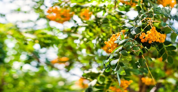 Foto prossimo piano di una pianta a fiori d'arancia