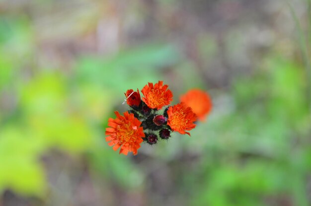 Close-up of orange flowering plant