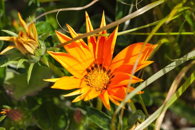 Close-up of orange flowering plant