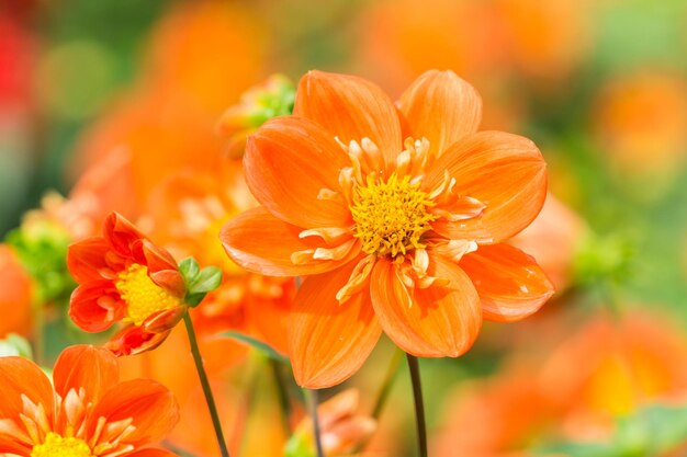 Close-up of orange flowering plant