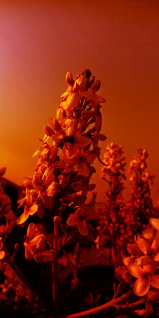 Close-up of orange flowering plant