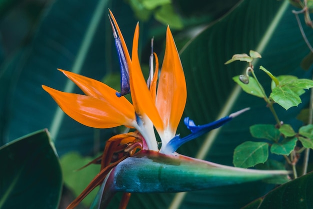 Foto prossimo piano di una pianta a fiori d'arancia