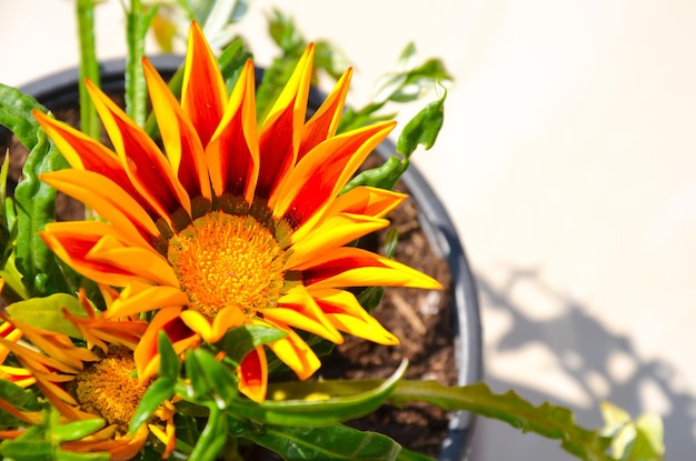 Close-up of orange flowering plant