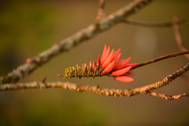 Close-up of orange flowering plant