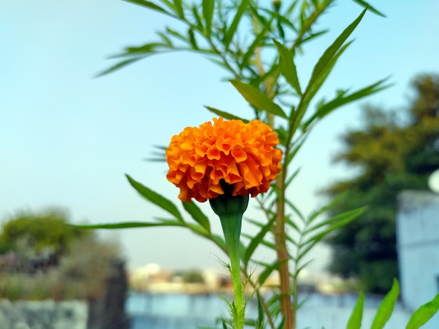 Close-up of orange flowering plant