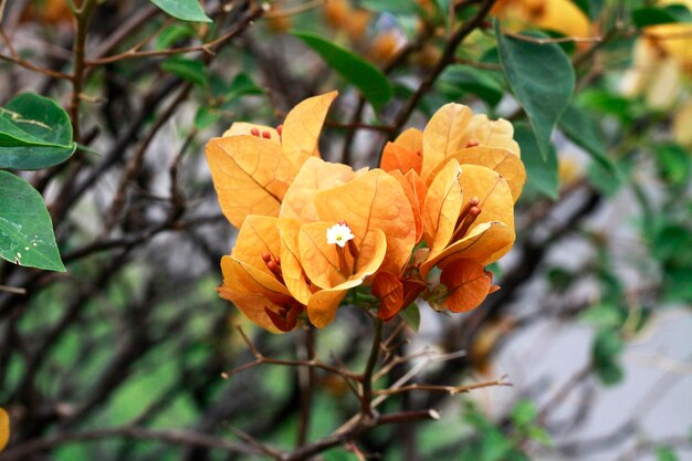 Foto prossimo piano di una pianta a fiori d'arancia