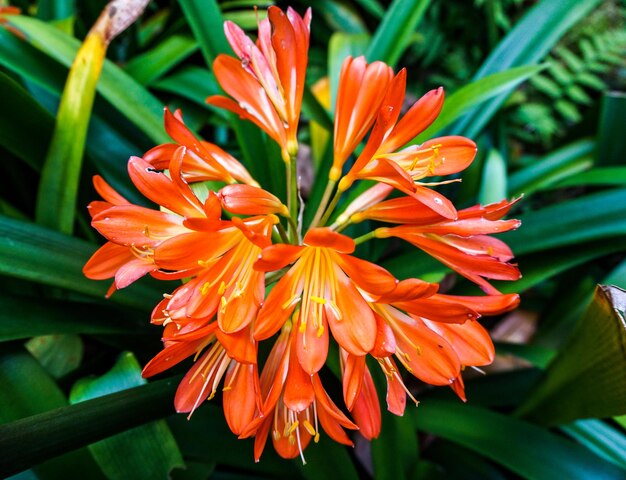 Close-up of orange flowering plant