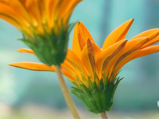 オレンジの花がく植物のクローズアップ