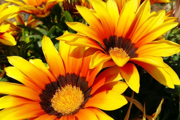 Close-up of orange flowering plant