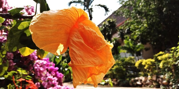 Close-up of orange flowering plant