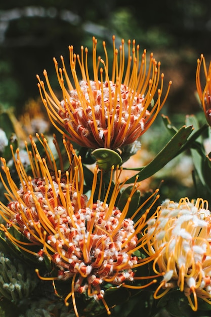 Foto prossimo piano di una pianta a fiori d'arancia