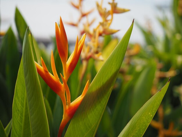 Close-up of orange flowering plant