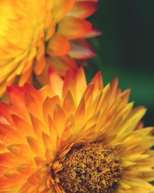 Close-up of orange flowering plant