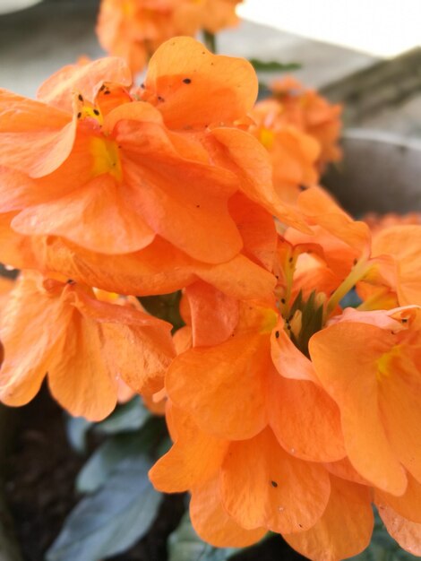 Close-up of orange flowering plant