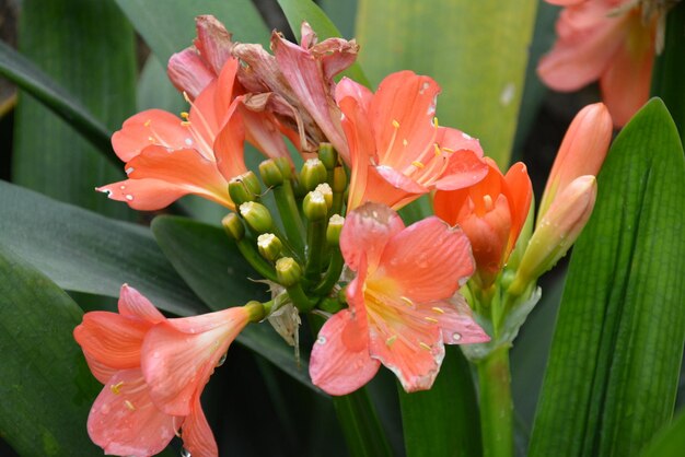 Close-up of orange flowering plant