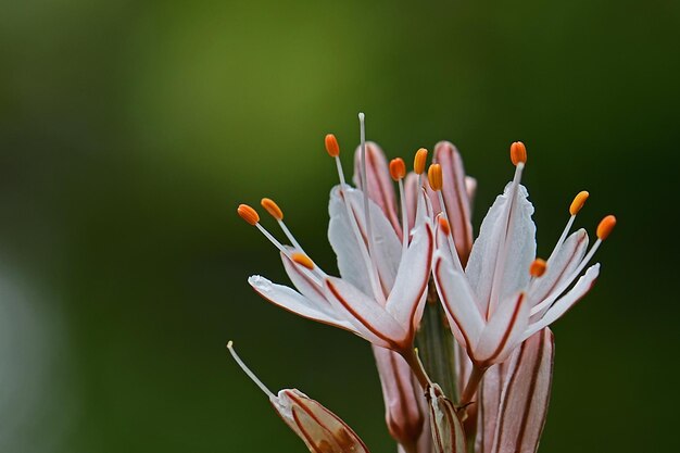 Foto prossimo piano di una pianta a fiori d'arancia