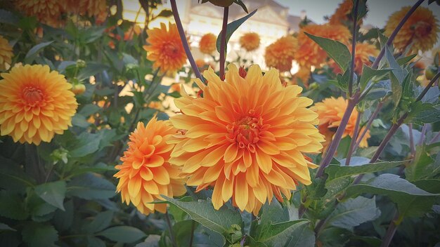 Foto prossimo piano di una pianta a fiori d'arancia